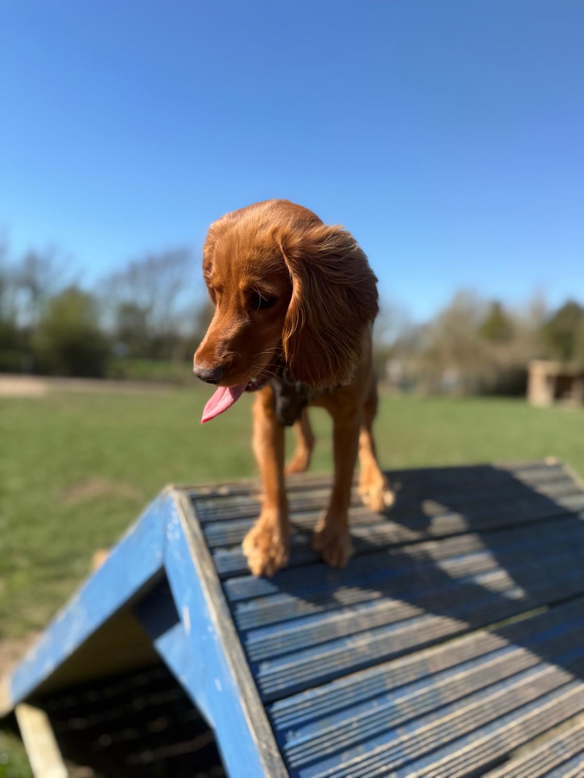 Cocker spaniel balancing on an agility A-frame under a blue sky on a Who's Walking Who enrichment walk