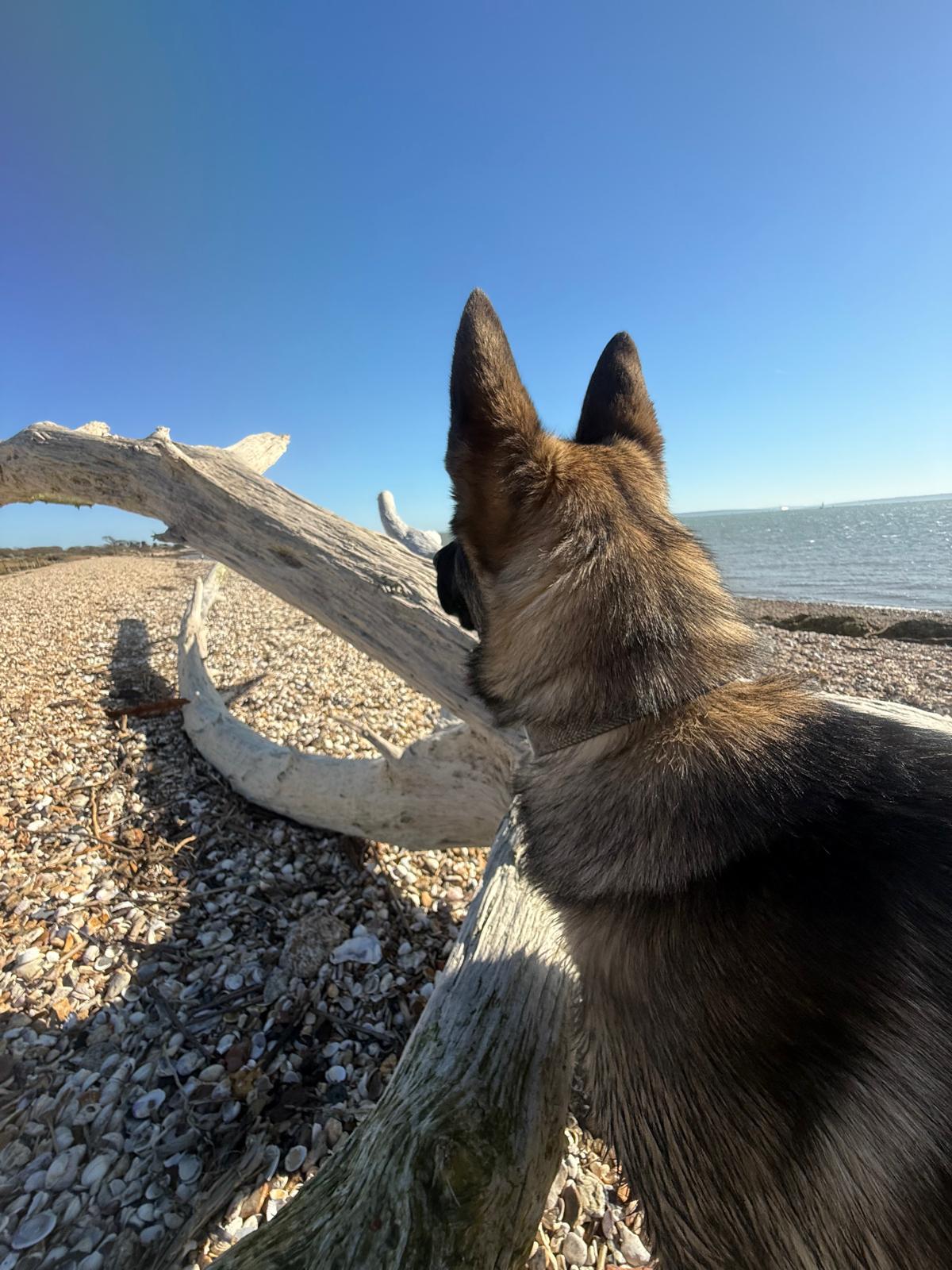 German shepherd looking out to sea from a shingle beach on a Solent coast walk