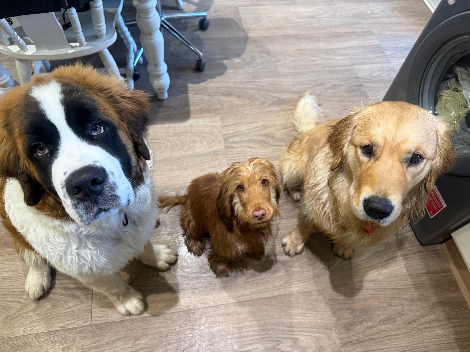 St Bernard, dachshund and golden retriever relaxing together during home boarding