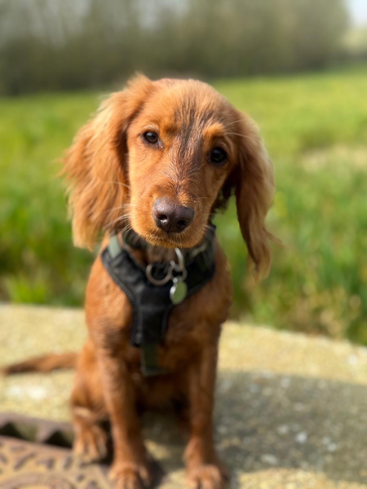 Cocker spaniel sitting patiently on a path with open fields behind