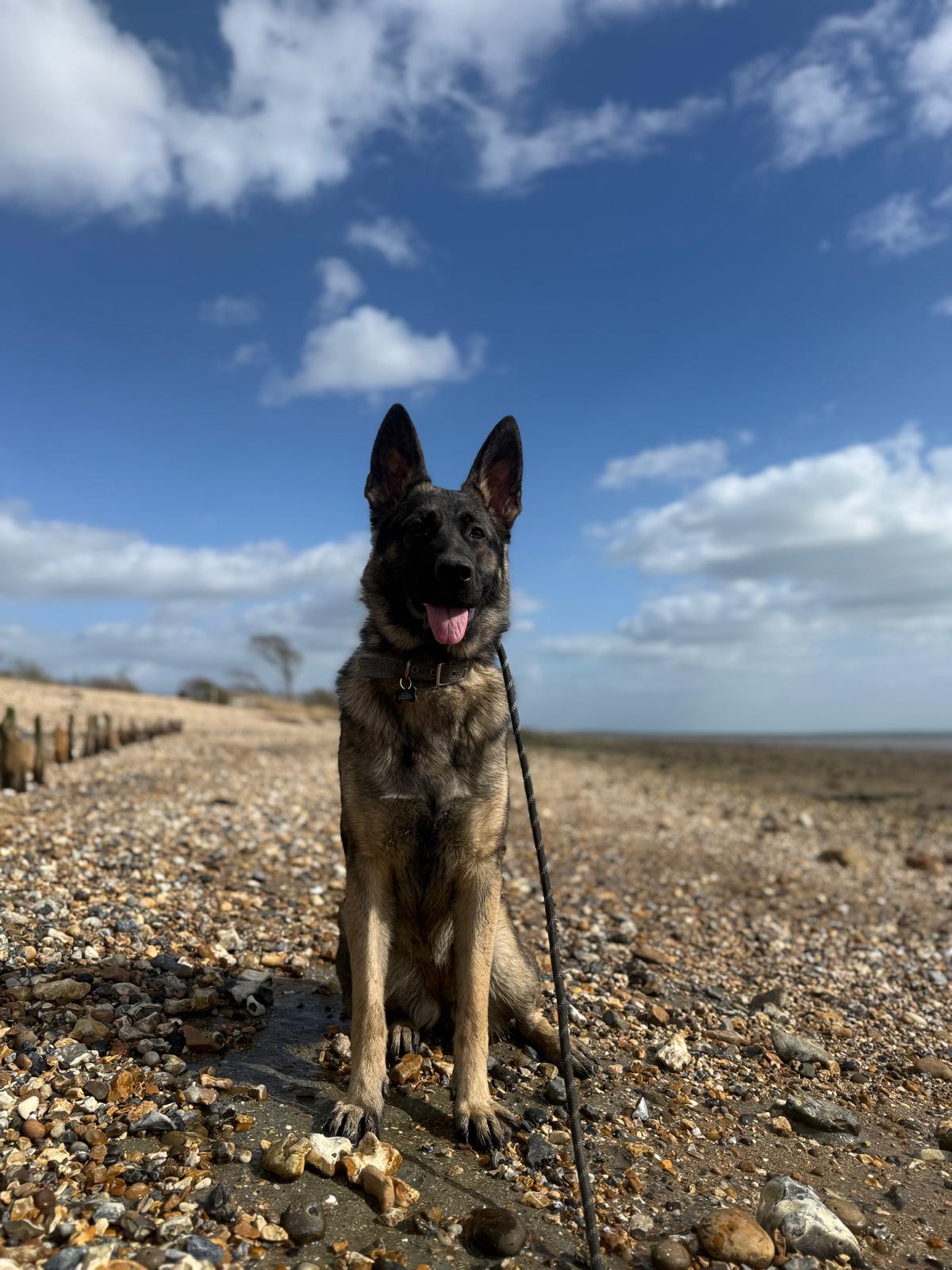 German shepherd on a shingle beach under blue skies near the Solent