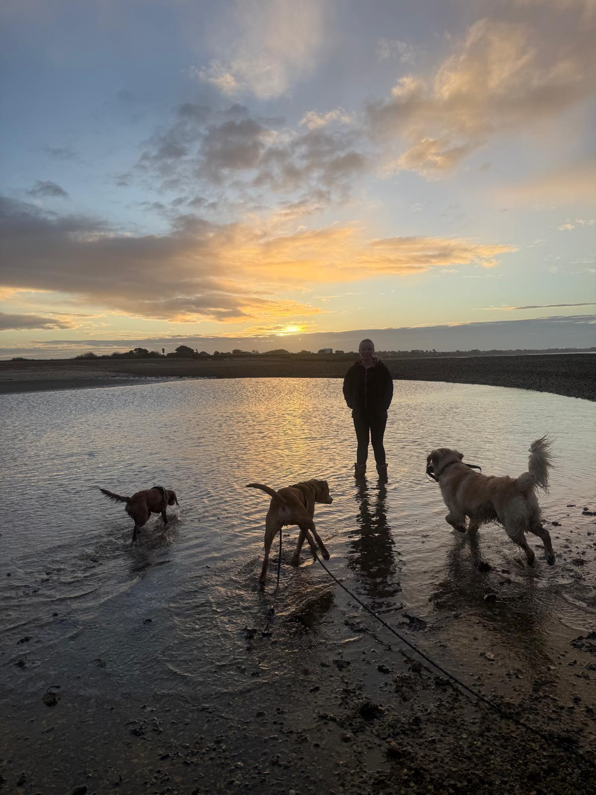 Dog walker silhouetted at sunset with three dogs playing at the water's edge on a Hampshire beach