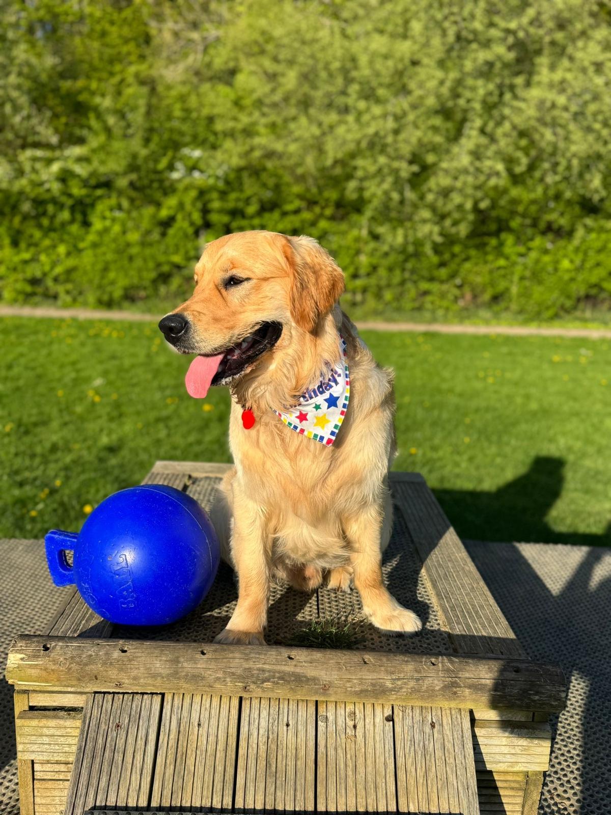 Golden retriever posing with a blue ball in the sunshine on a group dog walk