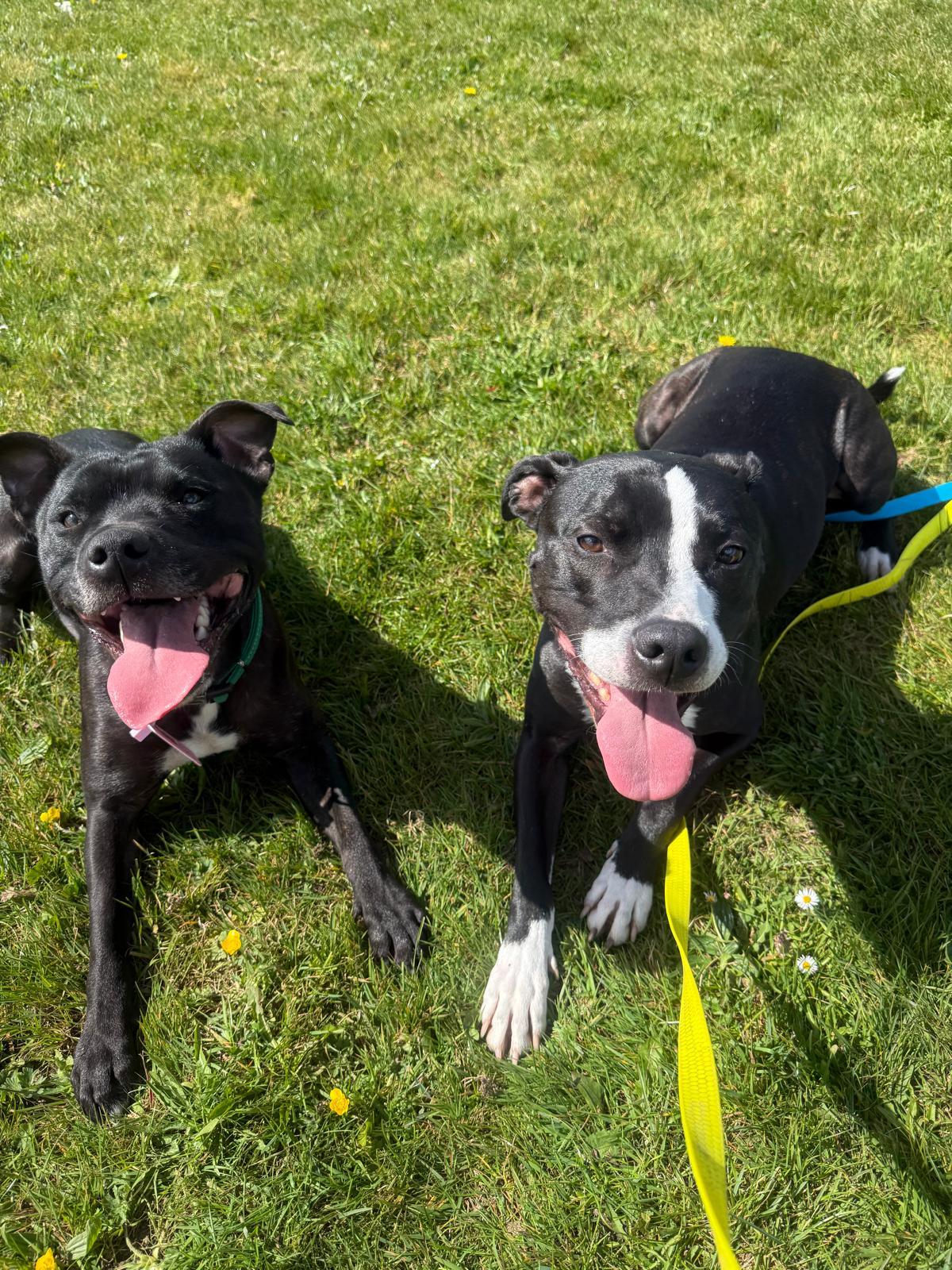 Two happy Staffordshire bull terriers lying in the grass after a group walk