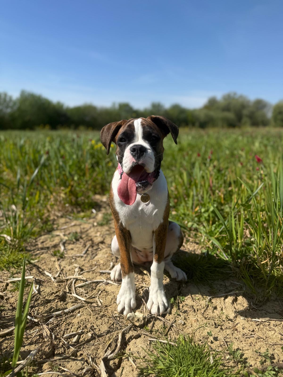 Boxer sitting in a wildflower meadow during a countryside dog walk in Hampshire