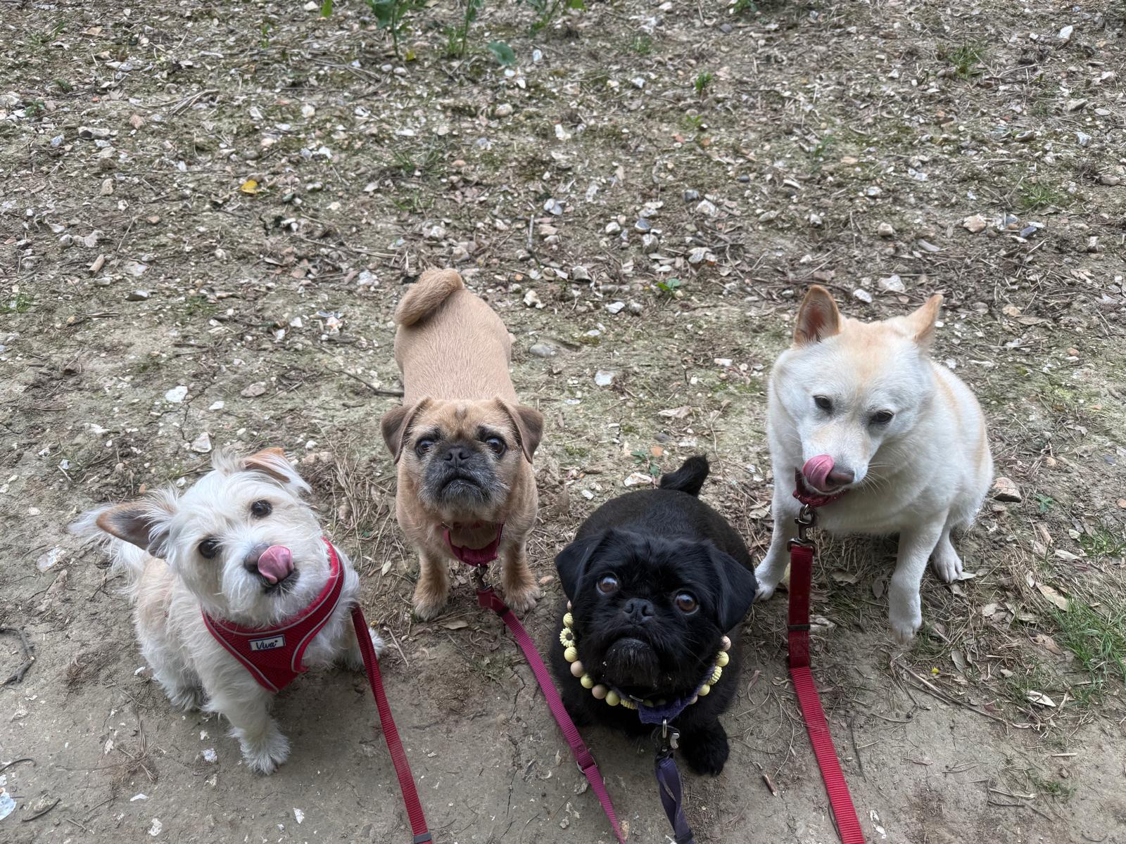 Four small dogs on leads looking up at their Who's Walking Who dog walker