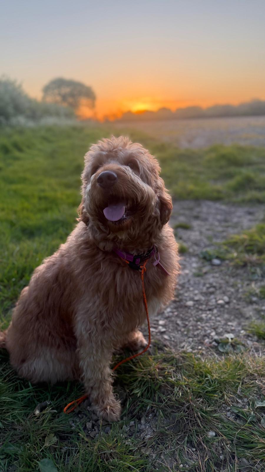 Cockapoo sitting in a field at golden hour sunset in Hampshire