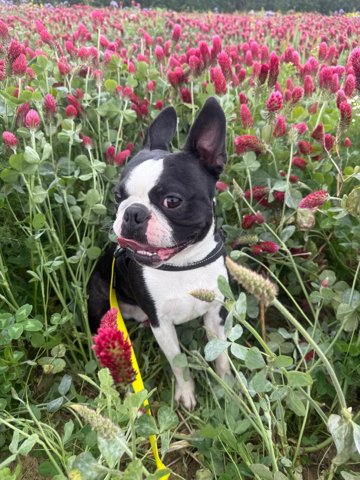 Boston terrier standing among crimson clover flowers in a Hampshire field