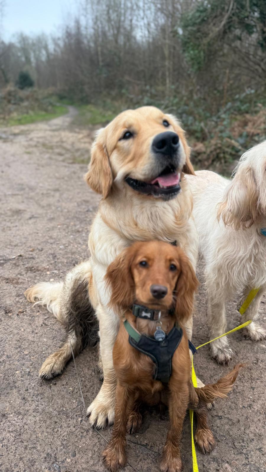Golden retriever and cocker spaniel sitting together on a woodland path in Hampshire