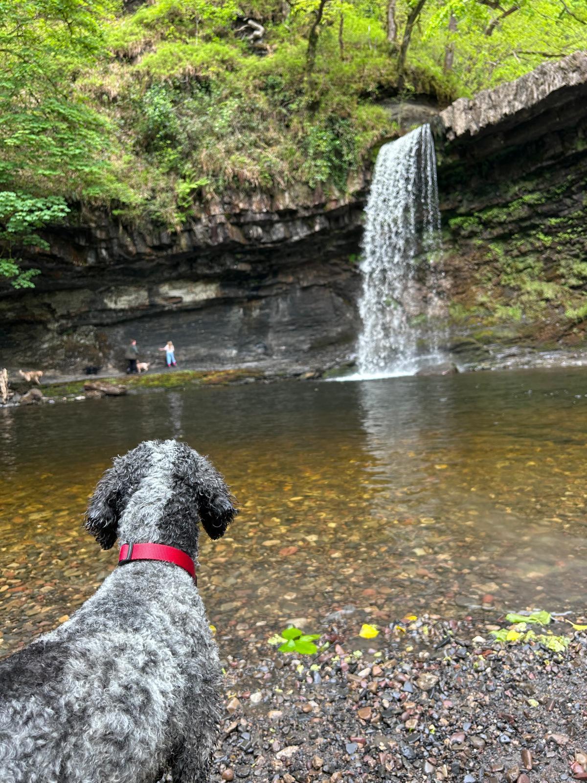Dog admiring a waterfall on a Who's Walking Who Weekend Dog Adventure