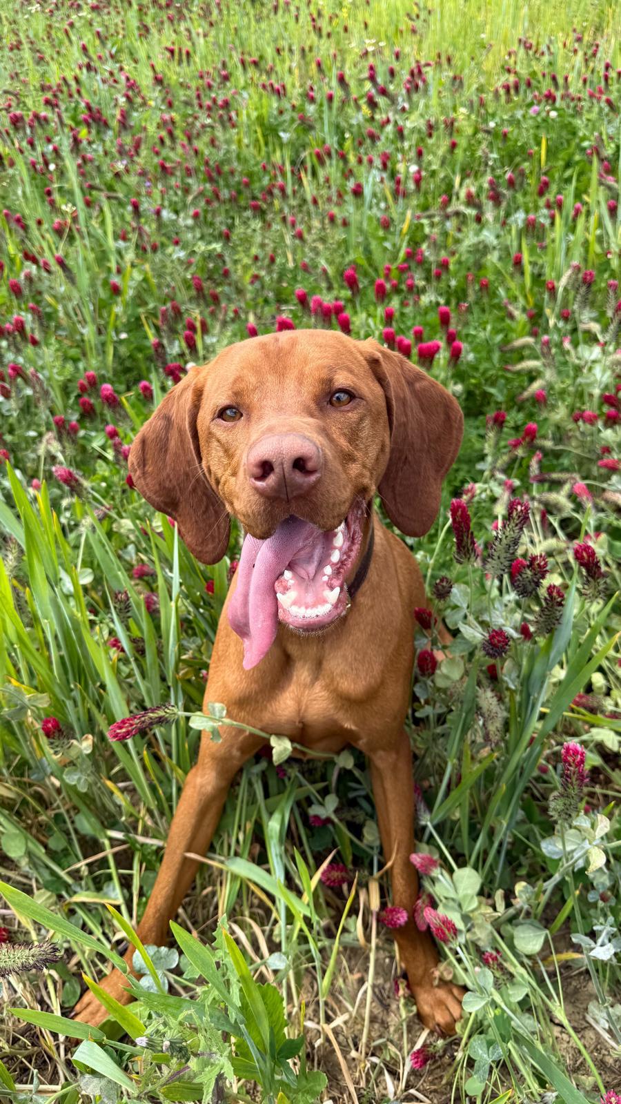 Vizsla smiling in a field of crimson clover on a summer dog walk