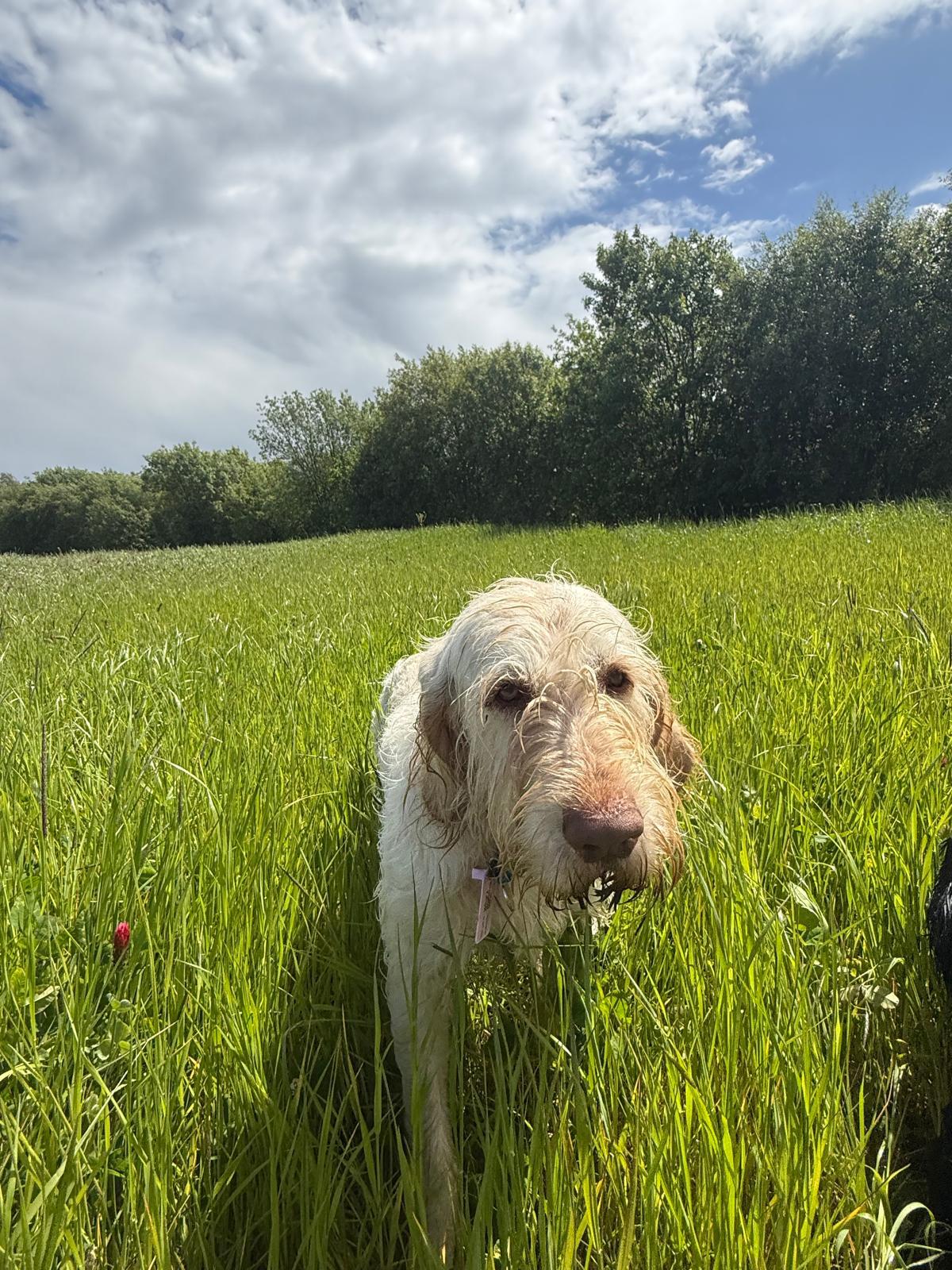 Labradoodle standing in long summer grass on a countryside walk