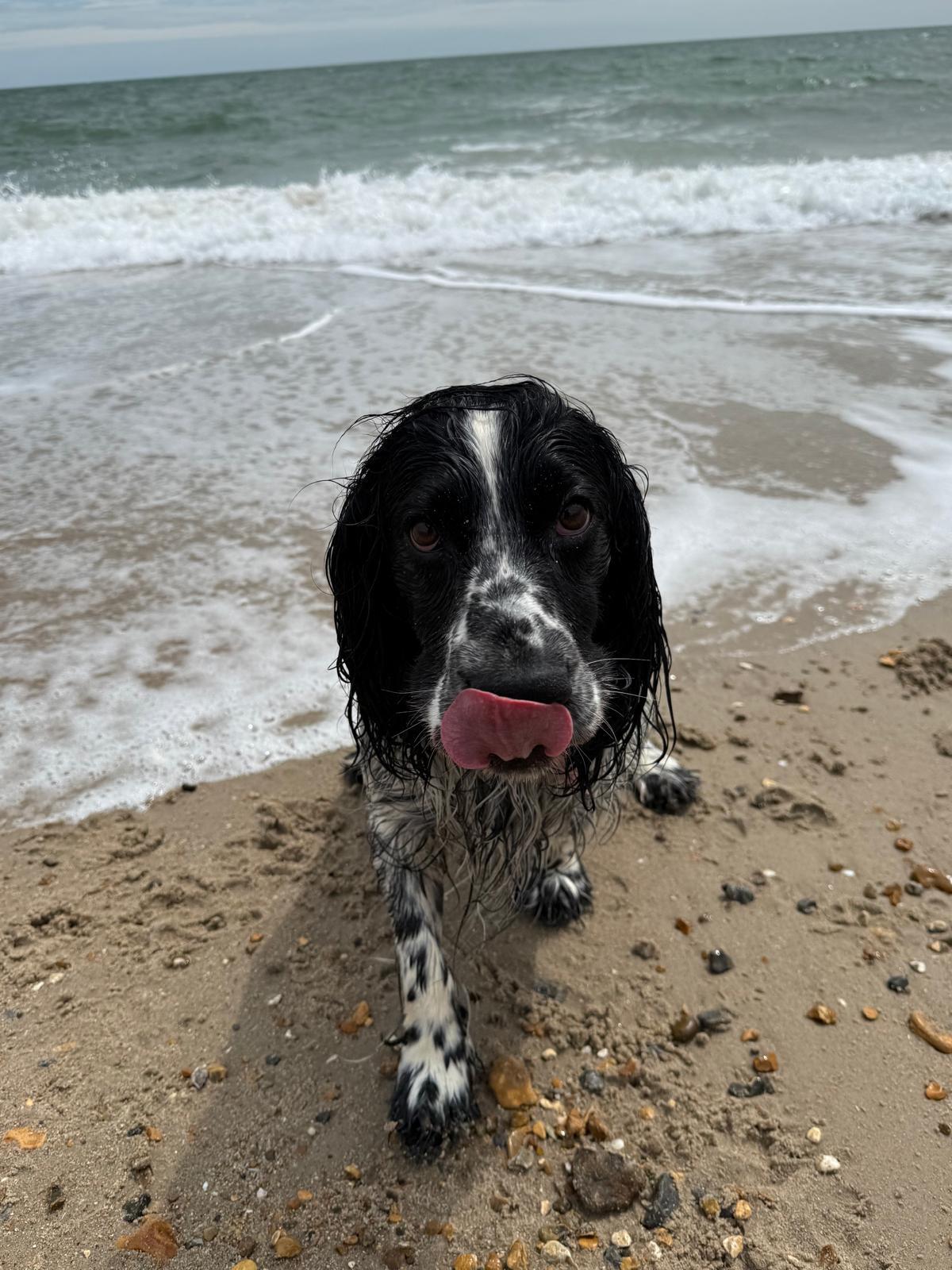 Springer spaniel at the sea edge with tongue out on a beach walk