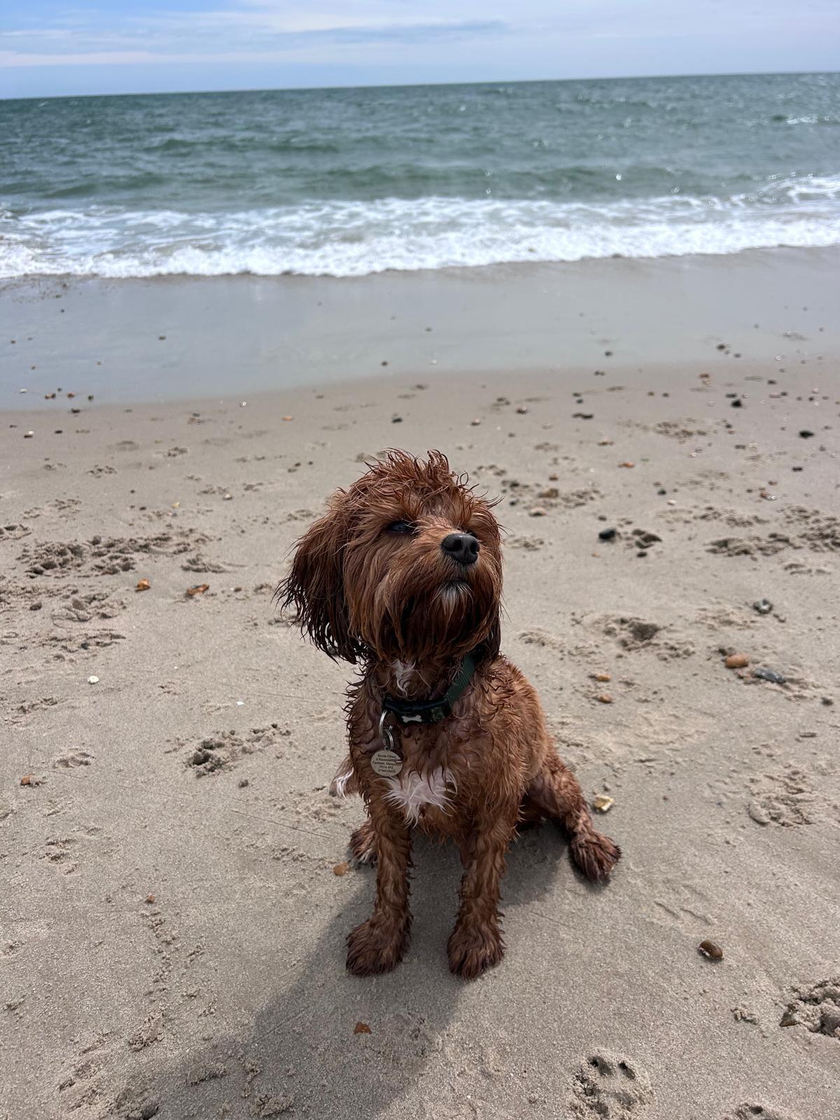 Cavapoo sitting on the sand at the shoreline on a beach dog walk